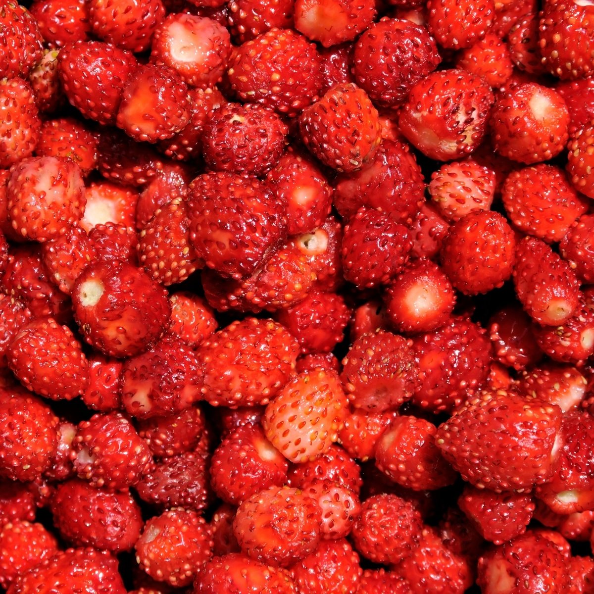 Walderdbeeren