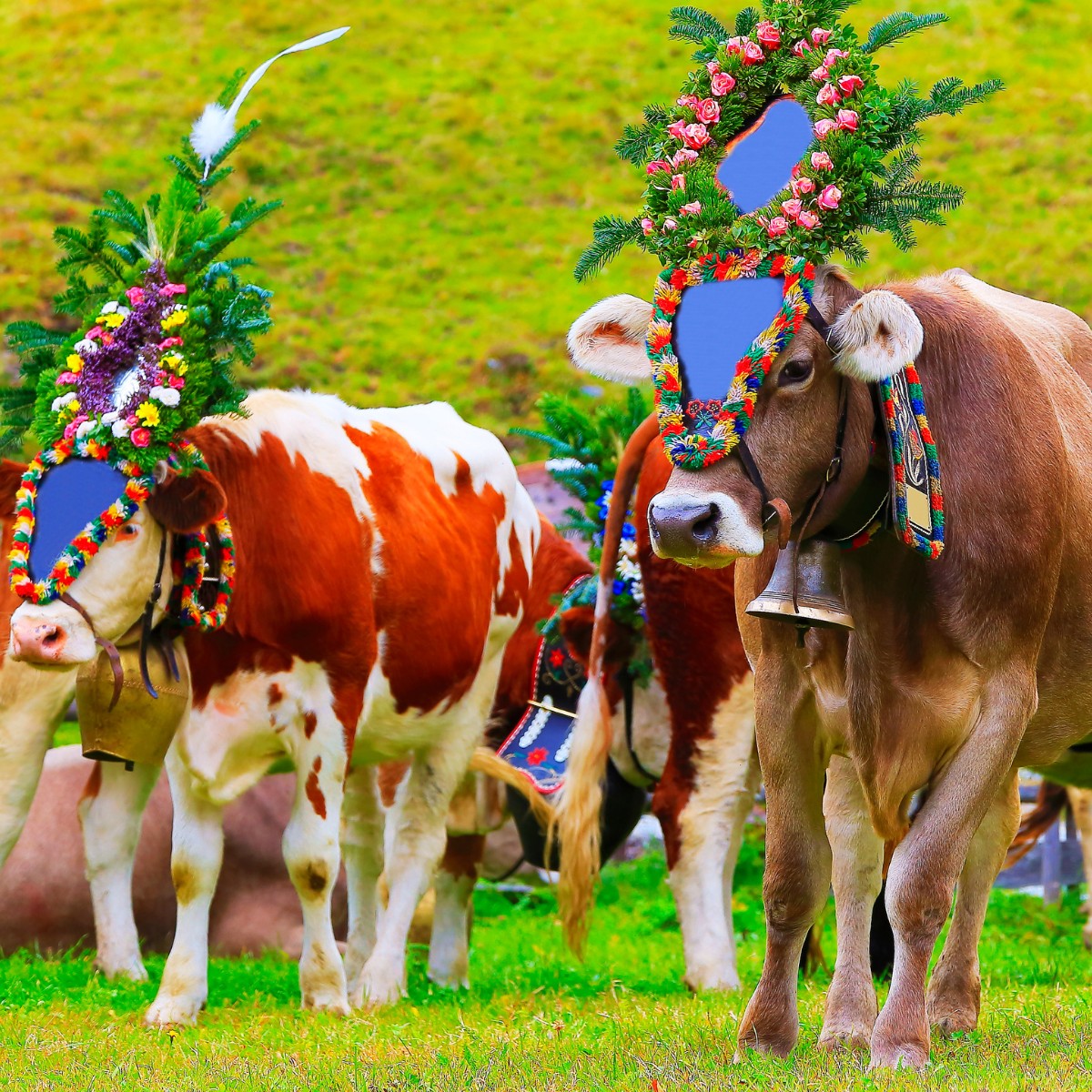 Almabtrieb Kühe Tirol